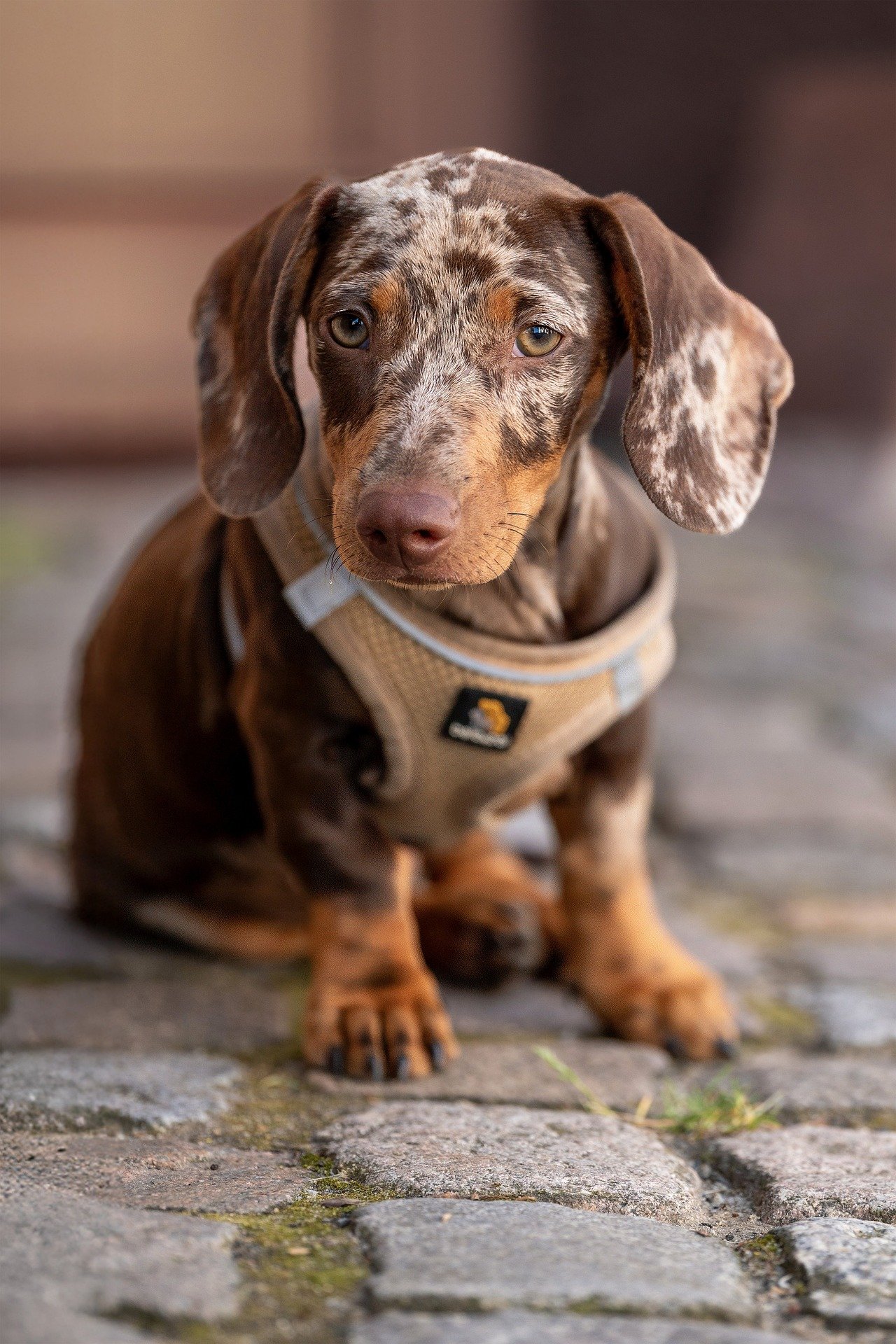 dog-9788229_1920